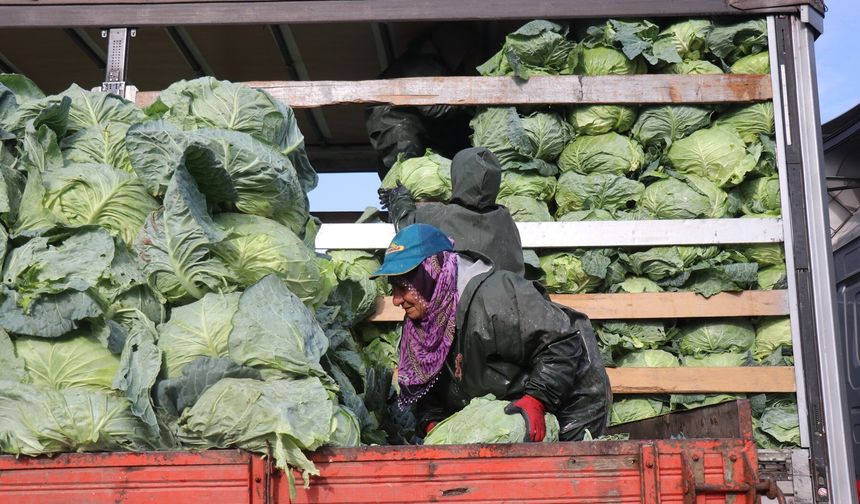 Soğuk, Çamur, Yorgunluk; Sakarya Tarımında Kadınların Emeği