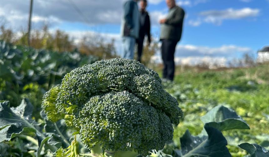 İZNİK'TE TARLADA 5 TL OLAN BROKOLİ, PAZARDA 70 TL'YE SATILIYOR