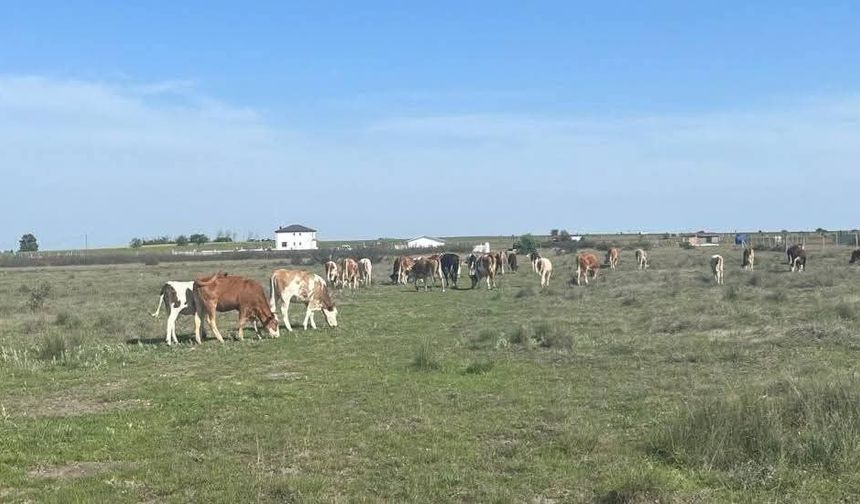 TEKİRDAĞ'DA 9 BÜYÜKBAŞ HAYVAN ŞAP RİSKİ SEBEBİYLE KESİME GÖNDERİLDİ
