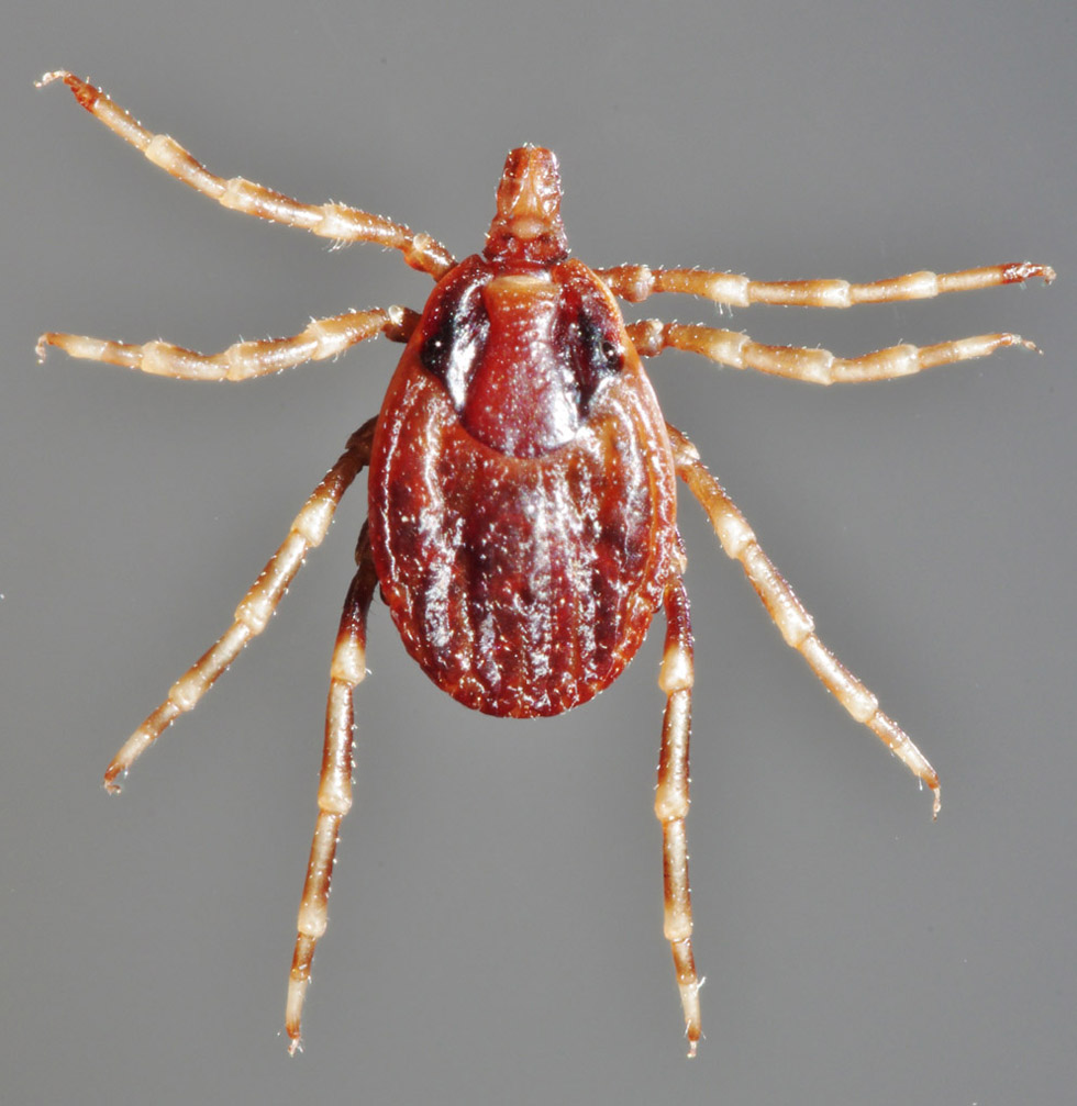 Hyalomma Tick Female Dorsal