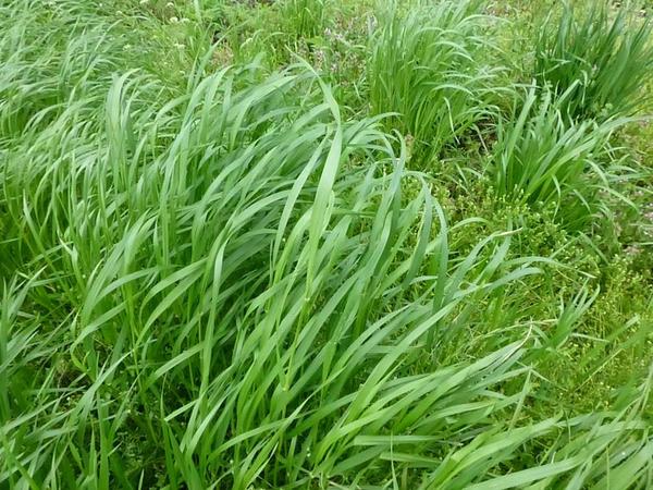 Annual Rye Grande