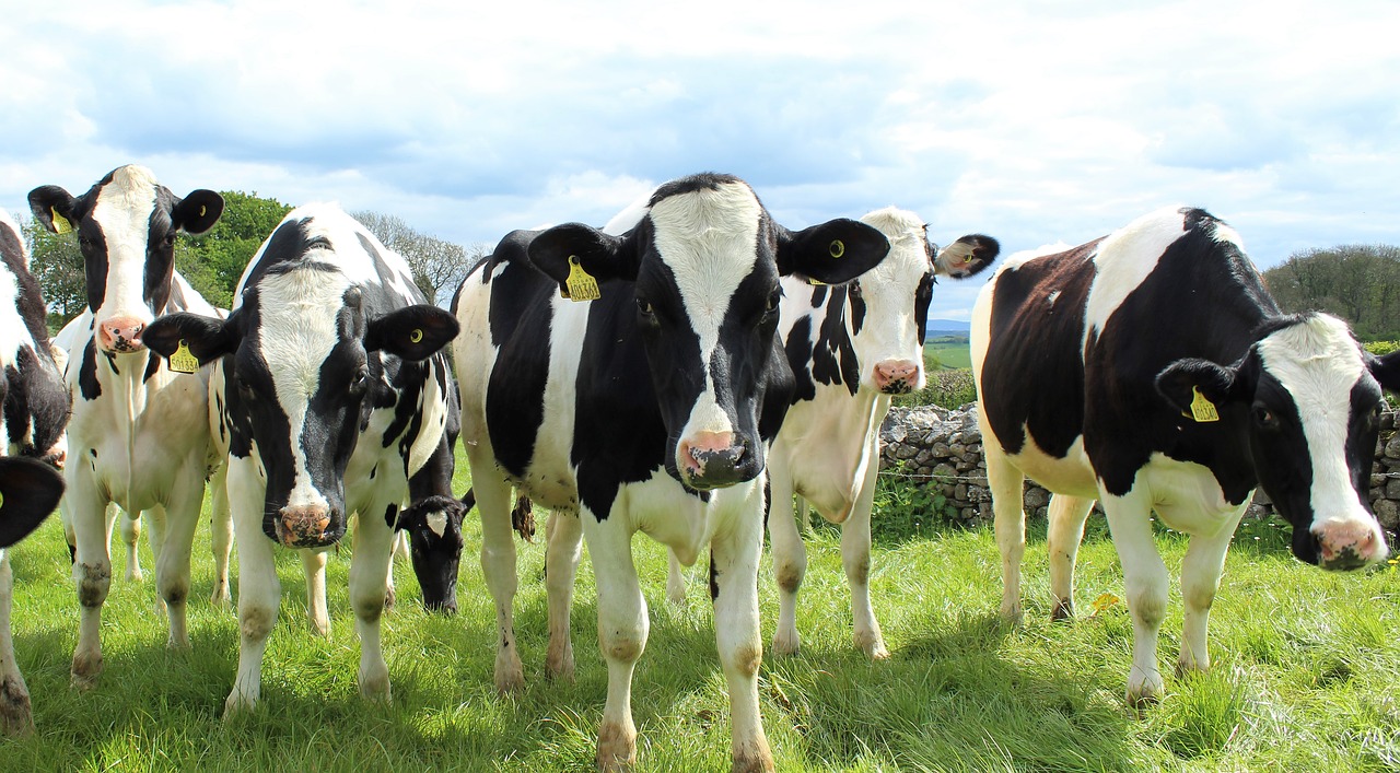 Holstein Cattle 2318436 1280