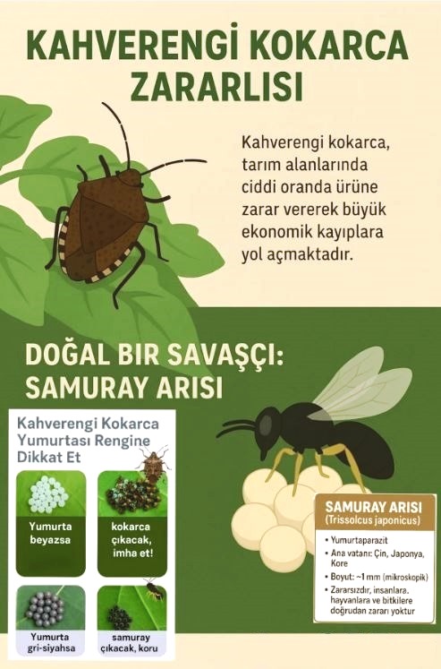 Kahverengi Kokarca3