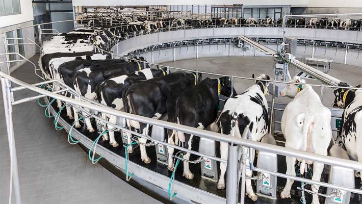 Yeni Zelanda Milk