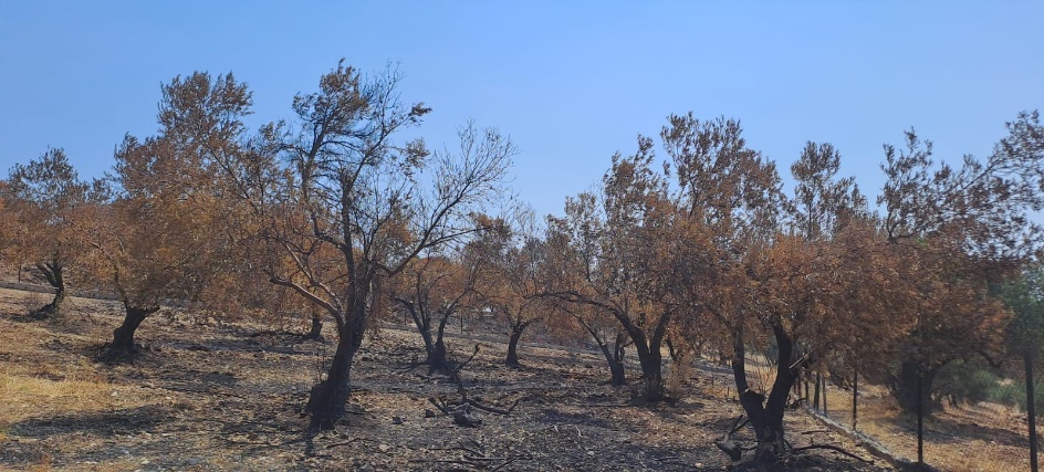Zeytin1