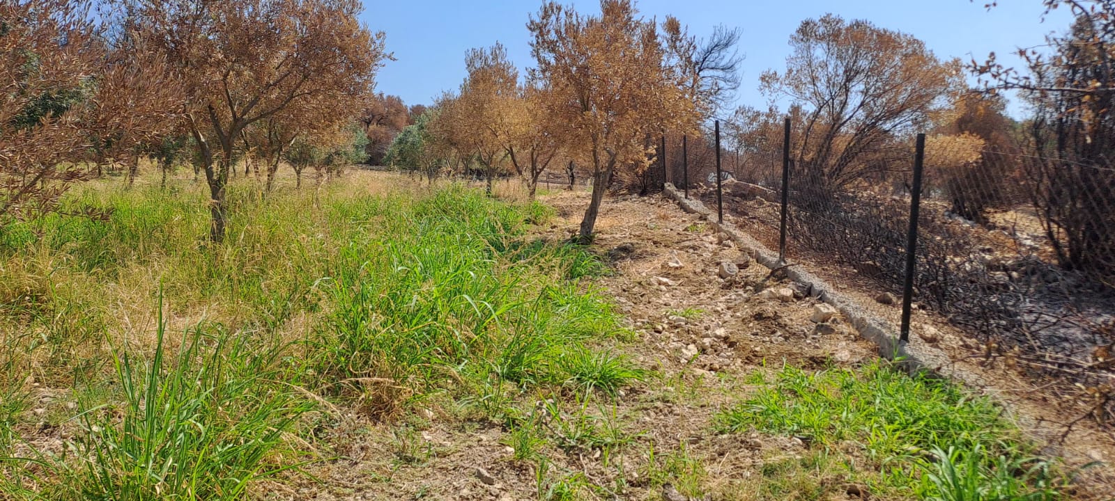 Zeytin2