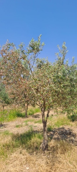Zeytin3