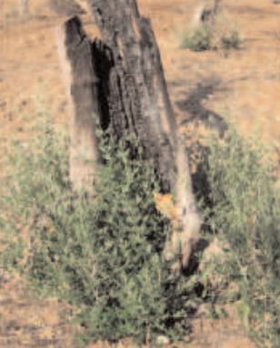 Zeytin6-1