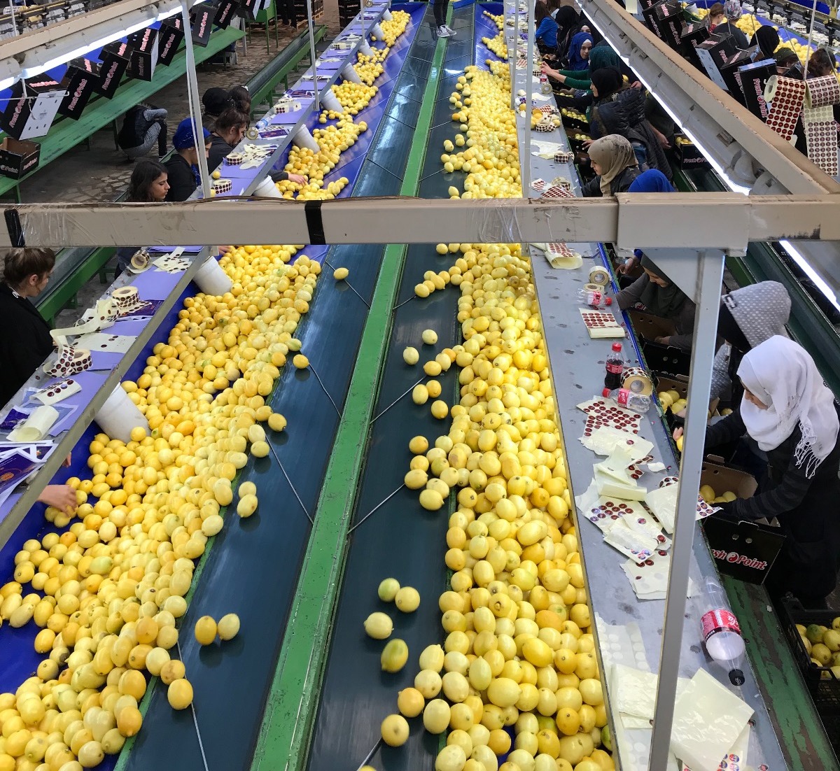 Limon