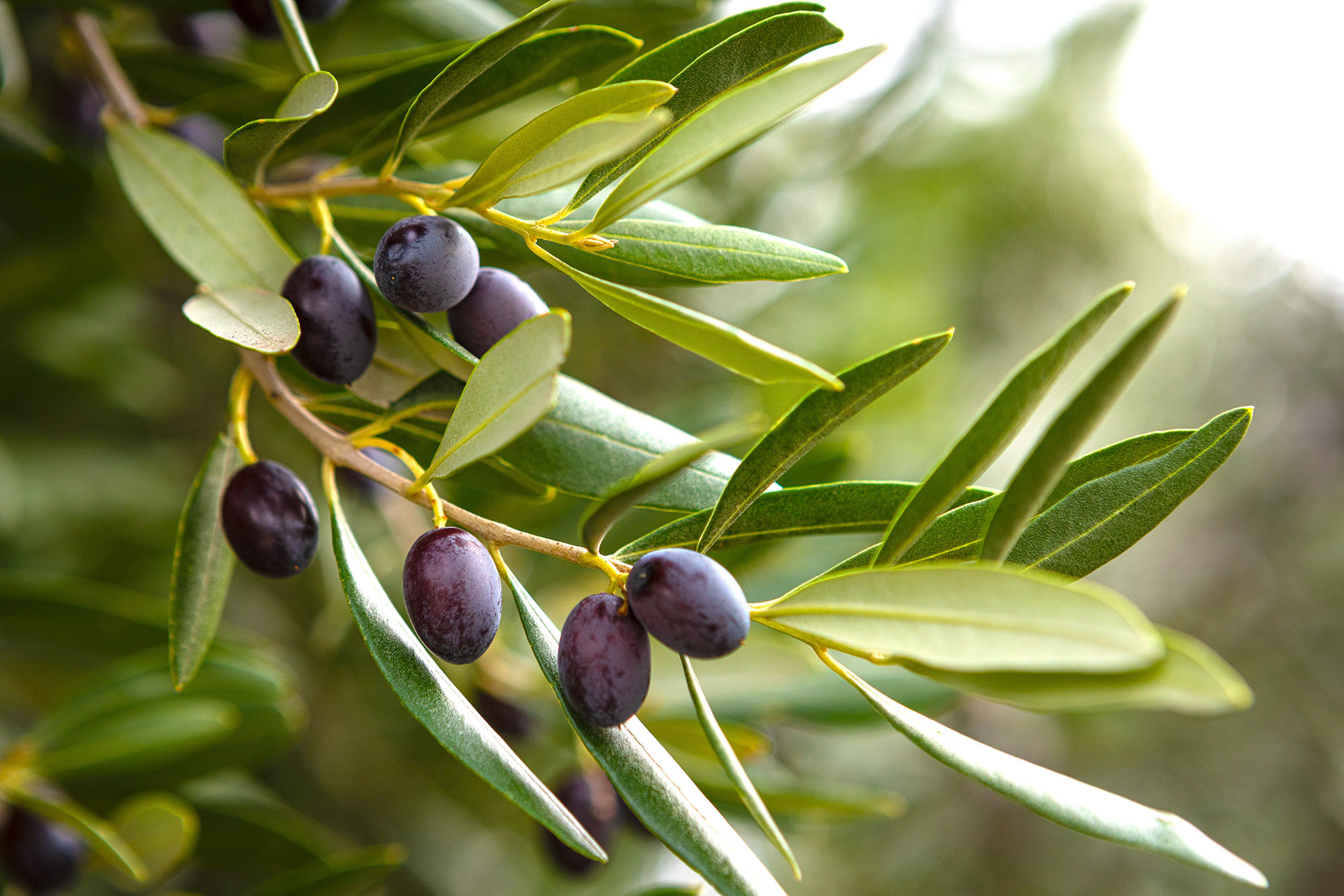 5.Zeytin Ağacı