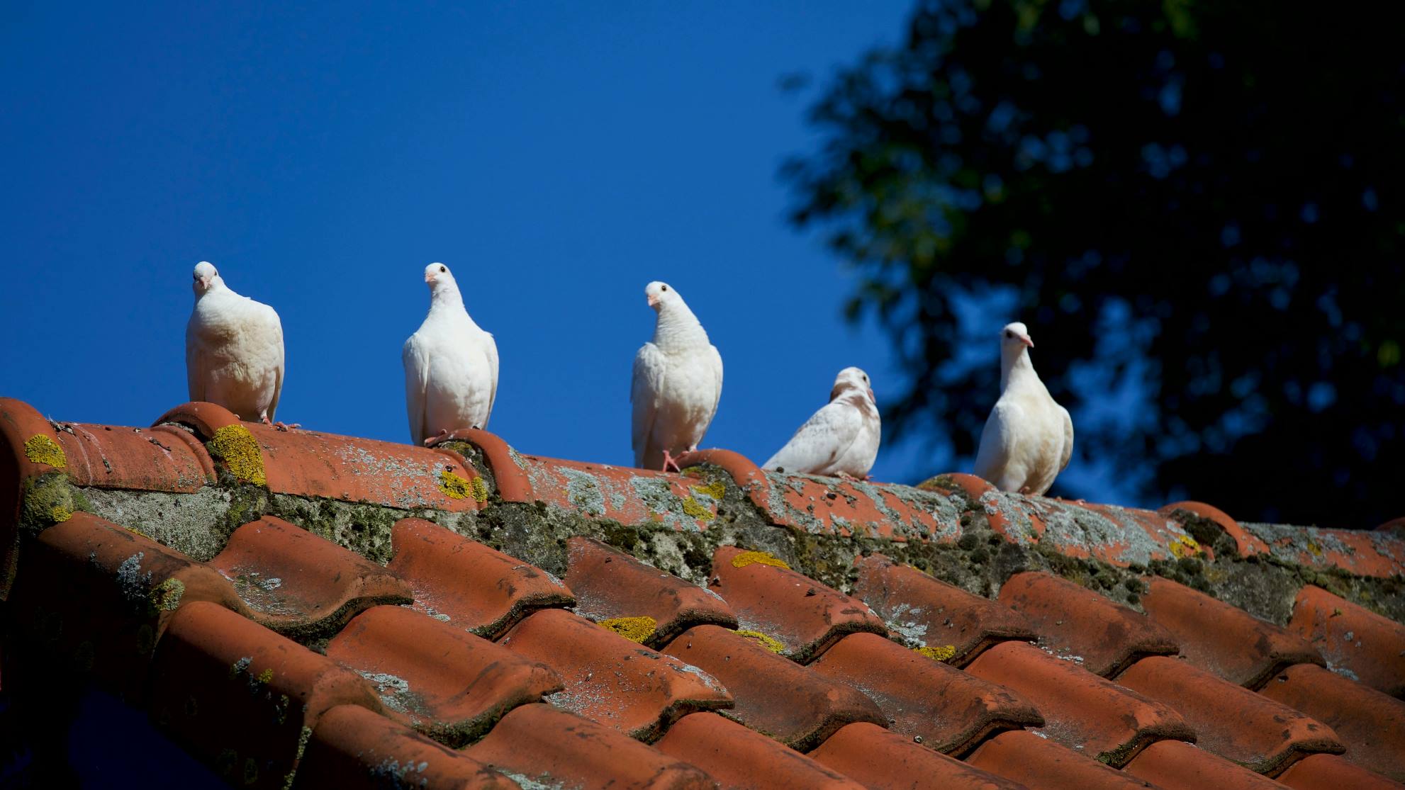Güvercin Pigeon-1