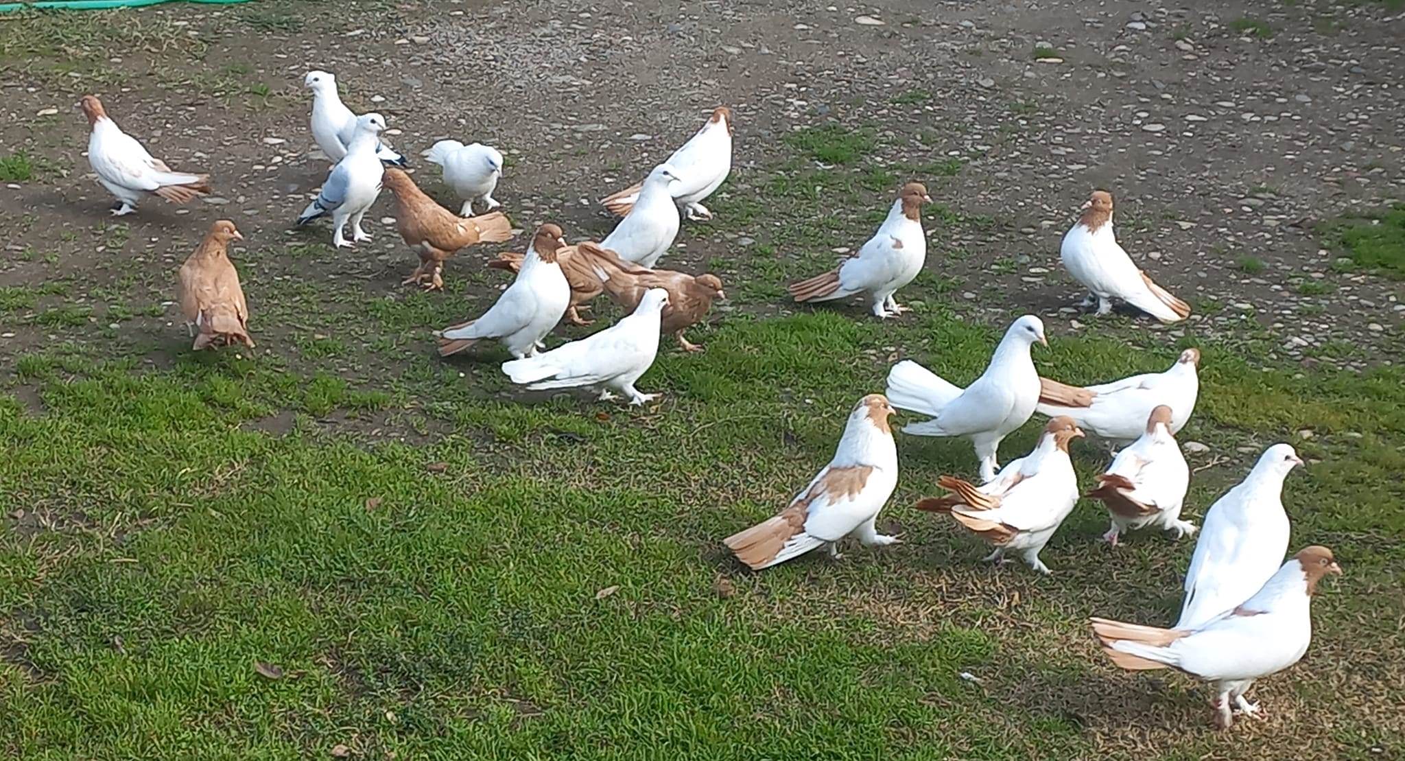 Güvercin Türkiye