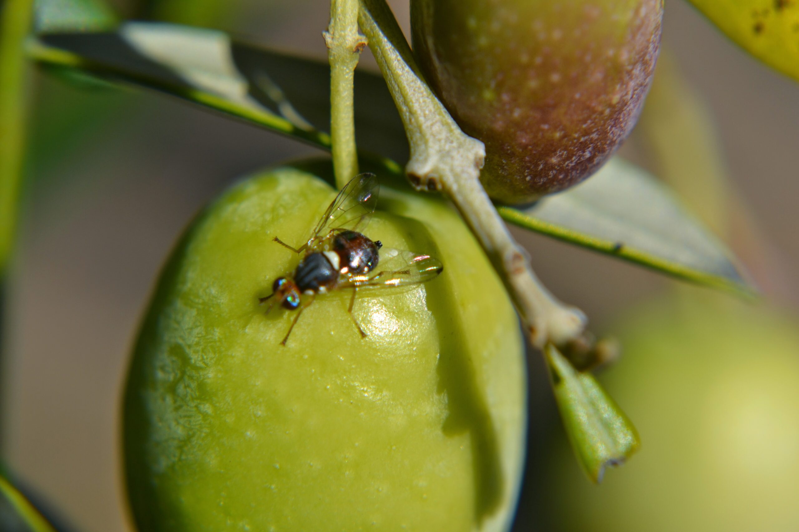 zeytin sineği