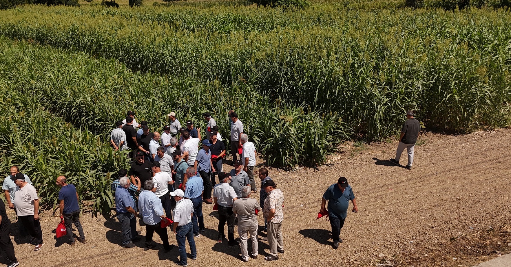 Sorghum Sudan1