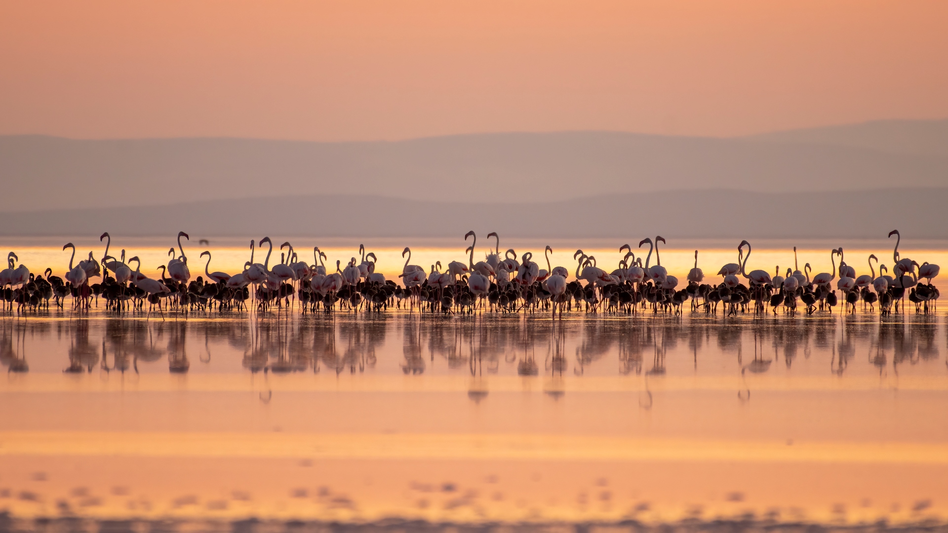 Tuz Golu Flamingo