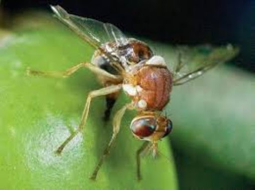 Zeytin Sineği
