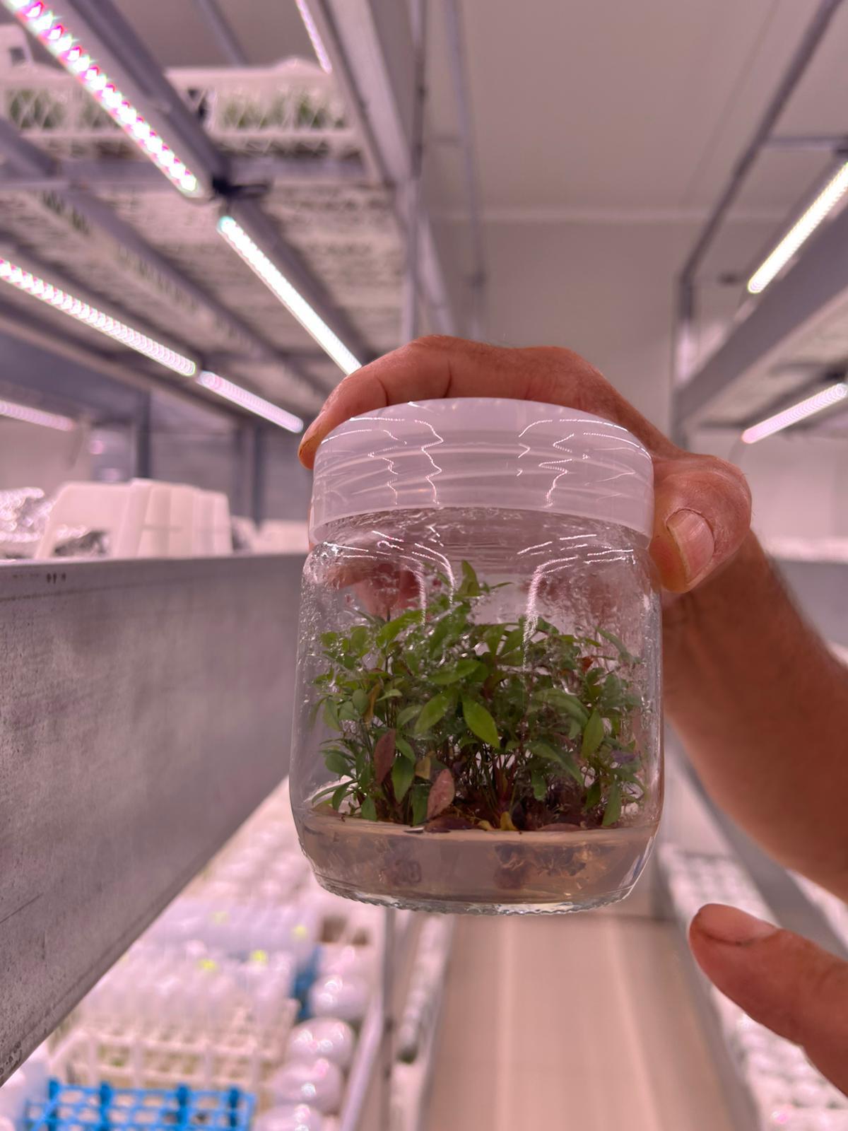 Localvore Biyoteknoloji