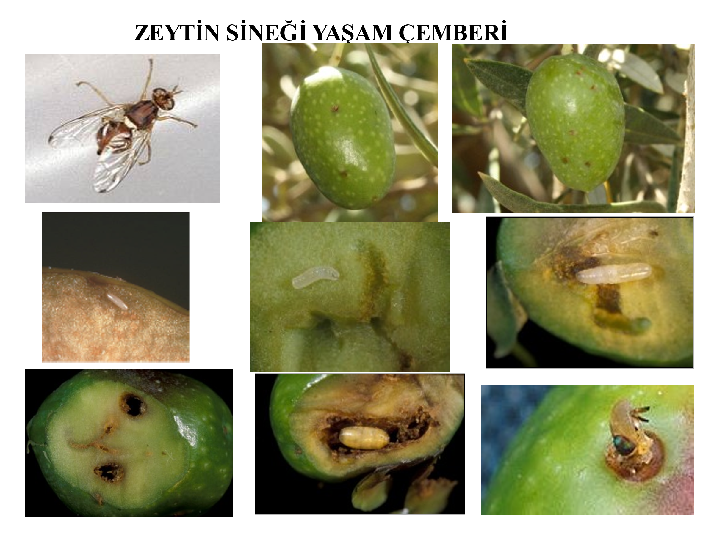 Zeytin Çember