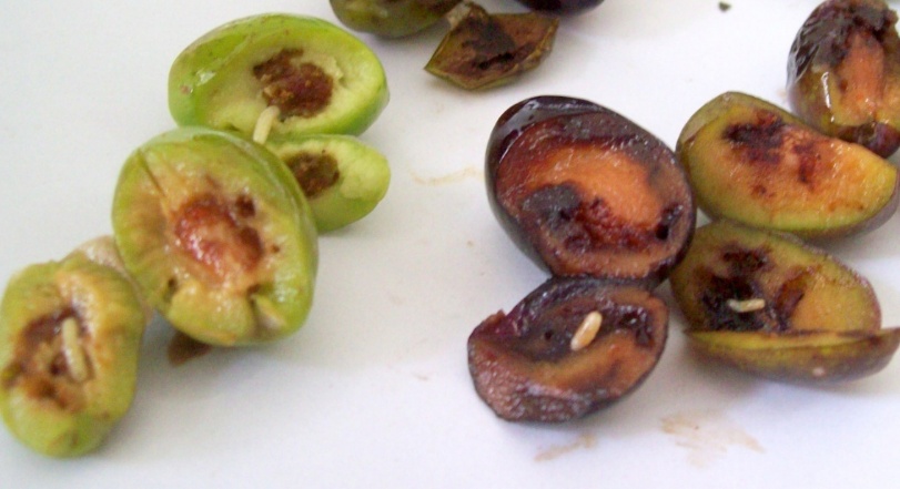 Zeytin Sineği4.Jpeg.png