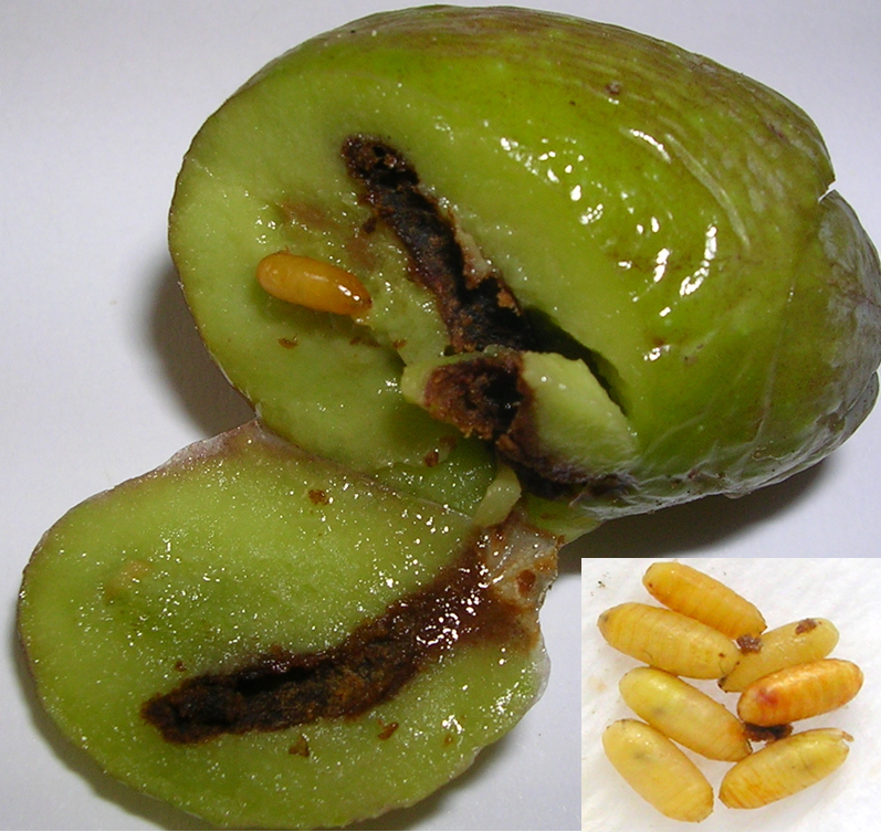 Zeytin Sineği5.Jpeg.png.jpg