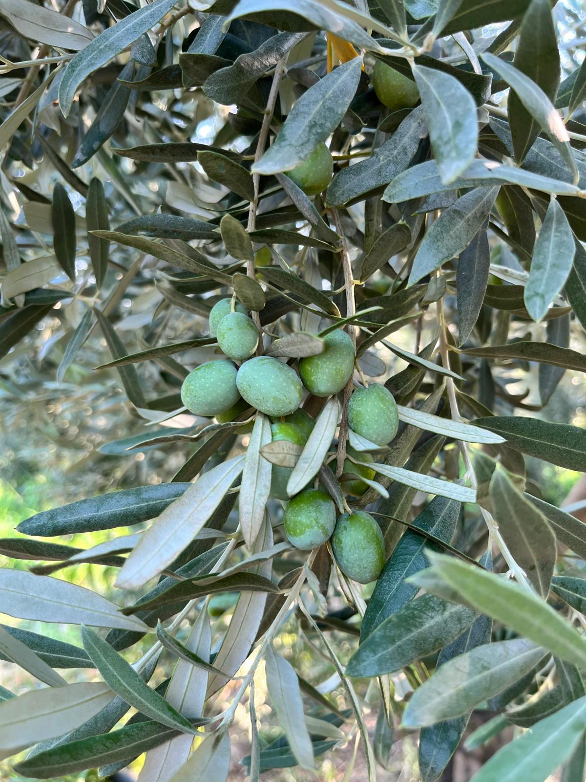 Zeytin11