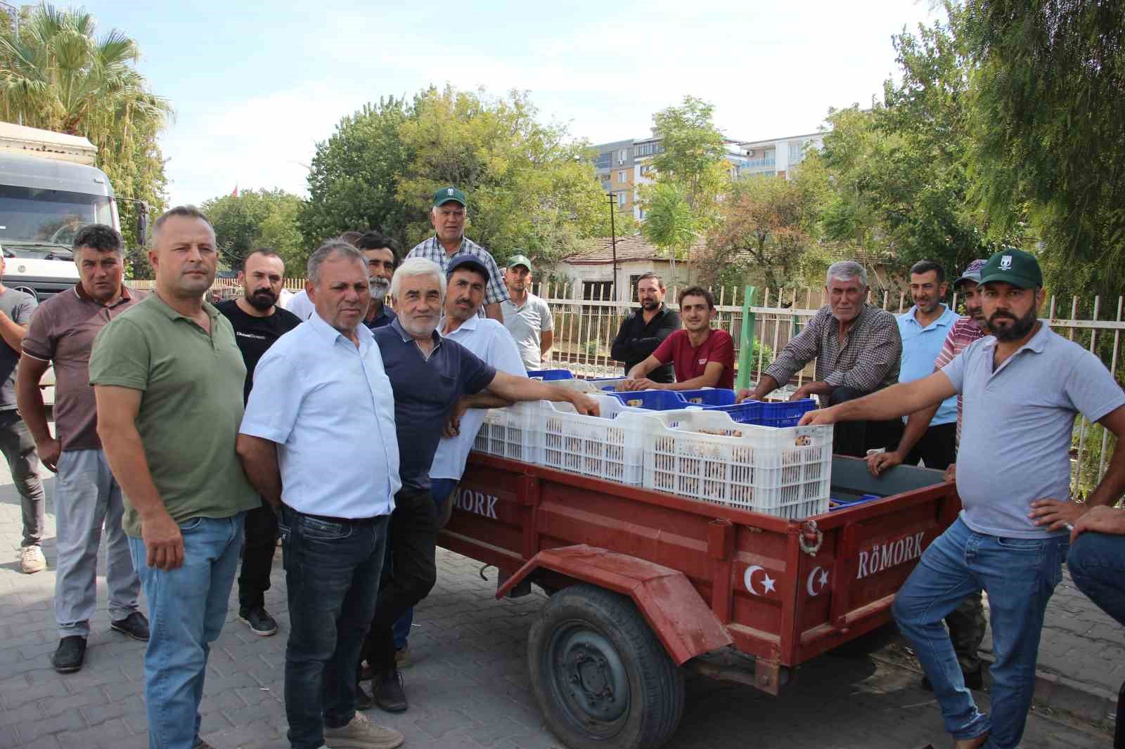 Germencik İncir Alımı