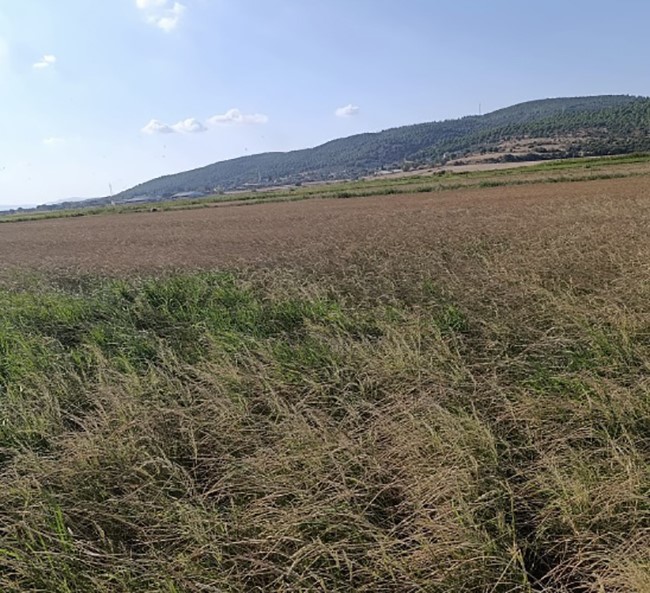 Gönen Çeltik Sulama Krizi 3