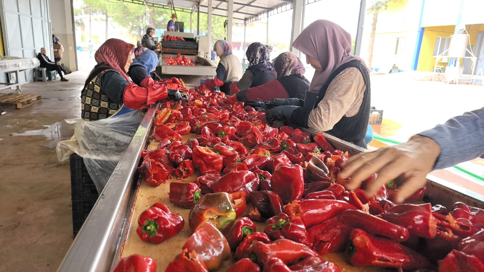 Hollandanın Biber Salçası Inegölde Üretiliyor