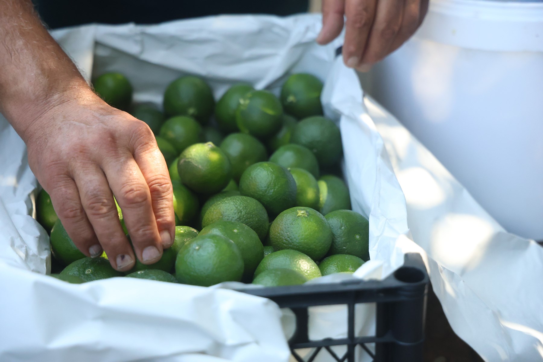 Kuraklık Mandalina Verimini Yarıya Düşürdü Fiyatlar Arttı (1) Kopya