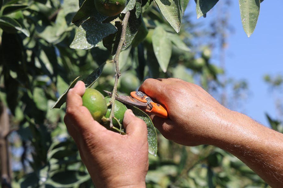 Kuraklık Mandalina Verimini Yarıya Düşürdü Fiyatlar Arttı (3) Kopya
