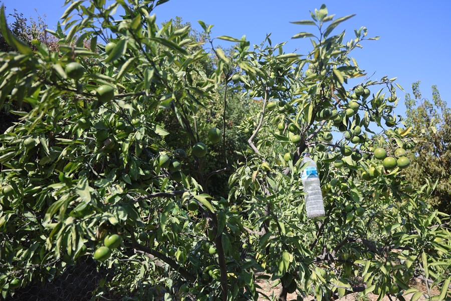 Kuraklık Mandalina Verimini Yarıya Düşürdü Fiyatlar Arttı (4) Kopya