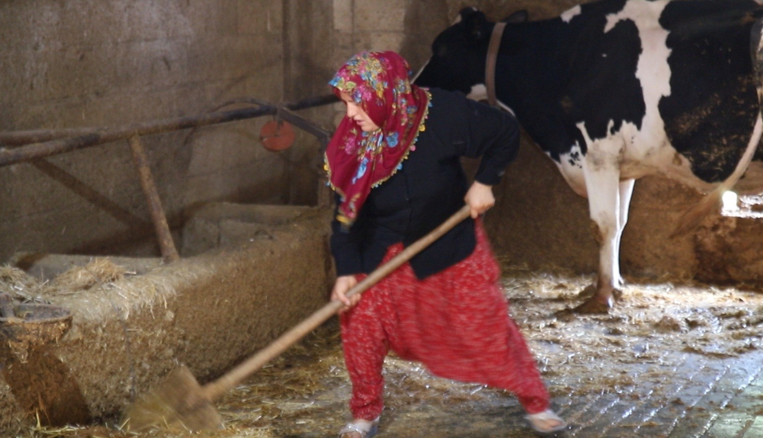 Şahinbey Hayvancılık