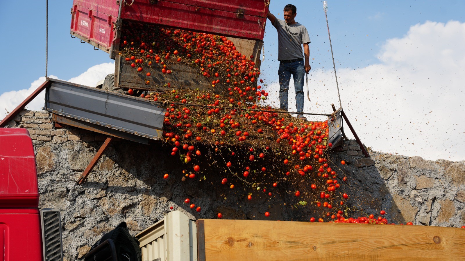 Sındırgı Domates Hasadı (3)