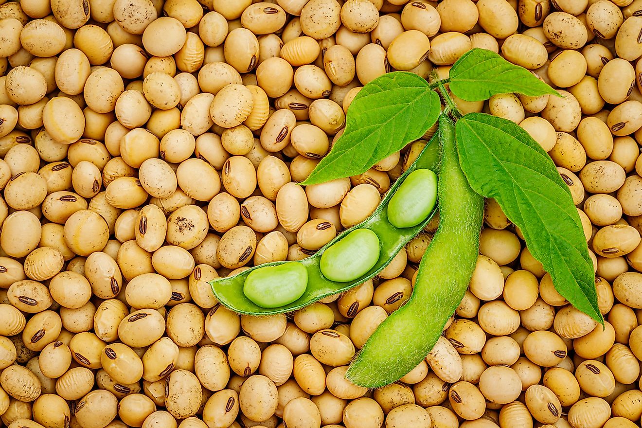 Soya Fasulyesi