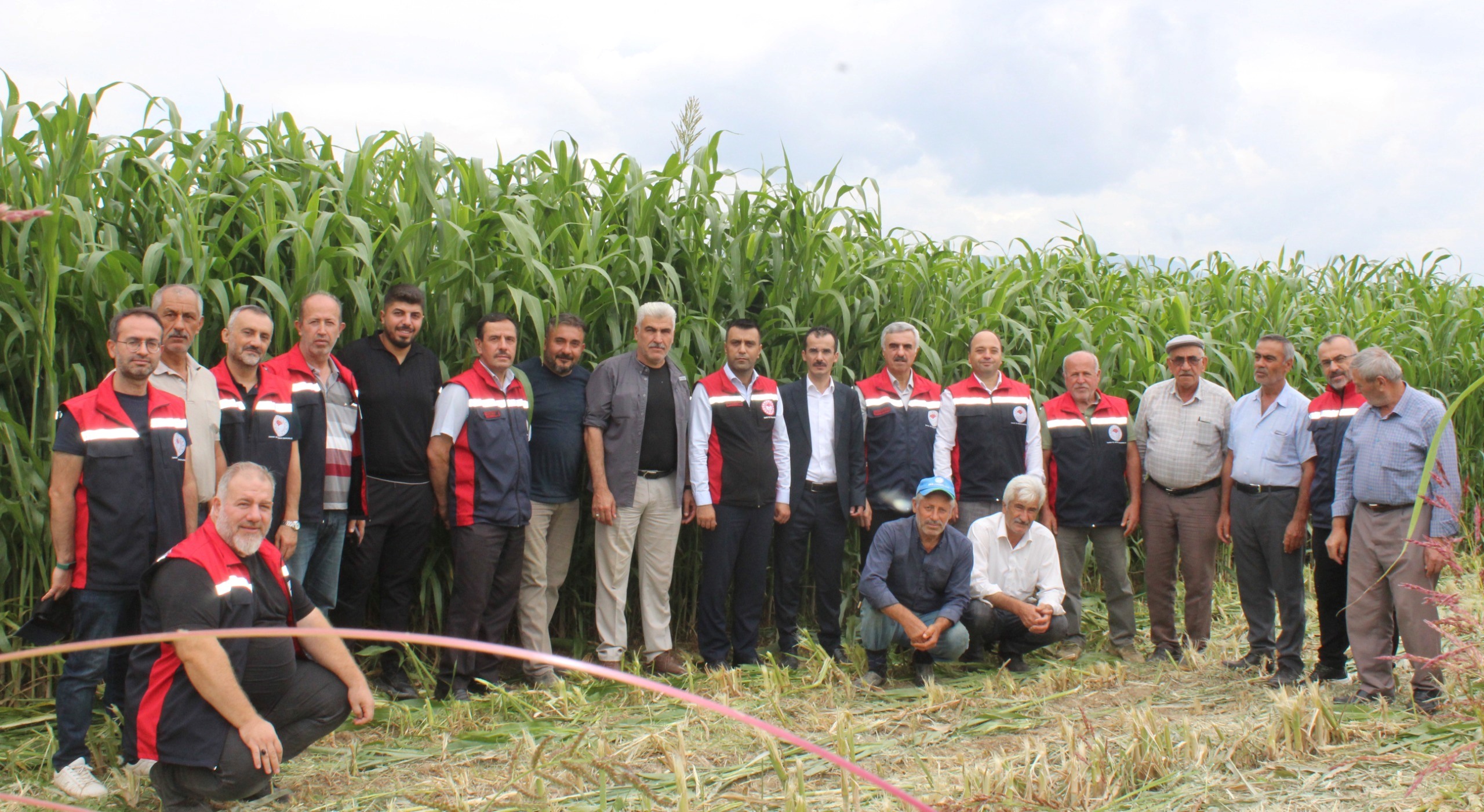 Tokat Pazar Sorgum Hasadı (1)