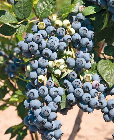 Yaban Mersini Orman Genel Müdürlüğü (3)