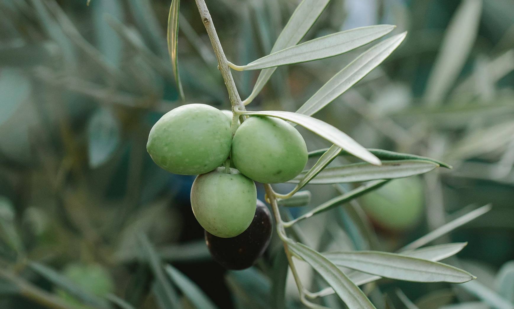 Zeytin Ziraat Postası