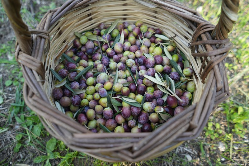 Ayvalık Zeytinyağı (3)
