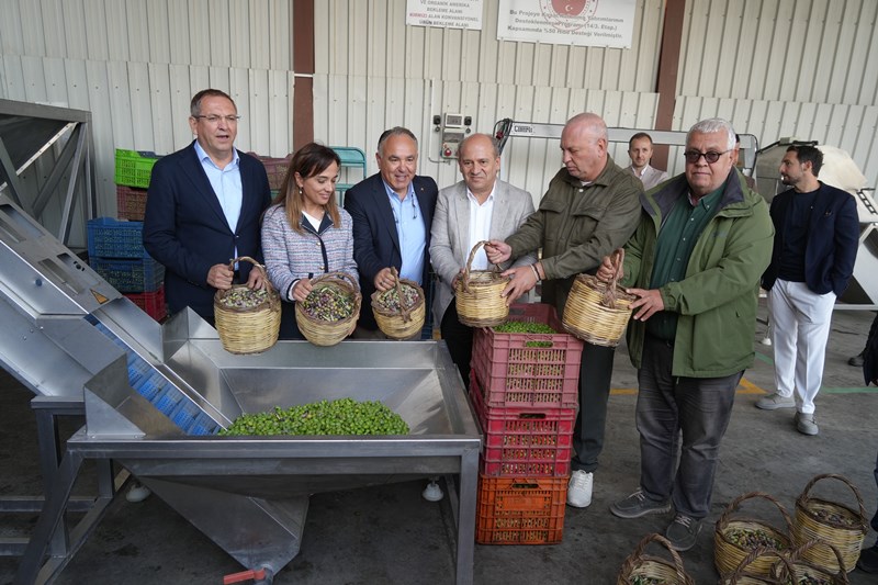 Ayvalık Zeytinyağı (4)