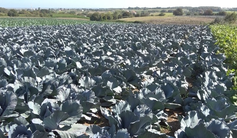 Bafra Kışlık Sebze Dikimi (2)