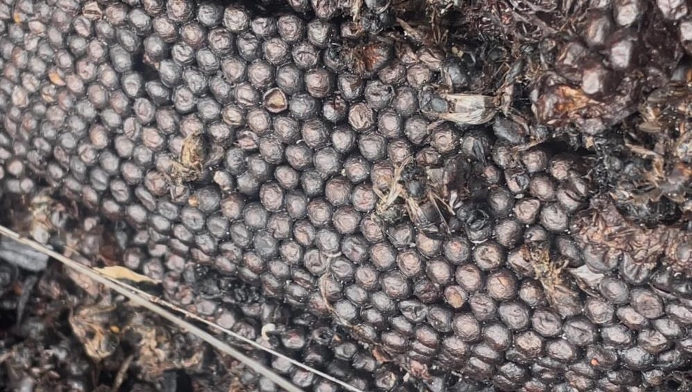 Bursa Büyükşehirden Kovan Desteği (3)