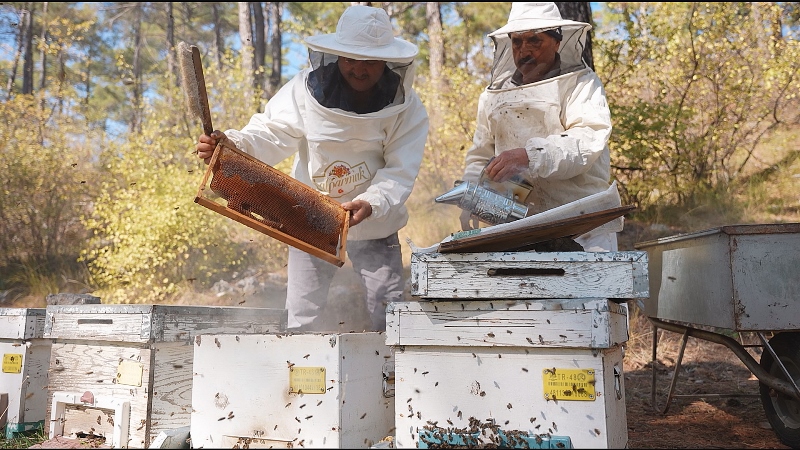 Çam Balı Coğrafi Işareti (1)