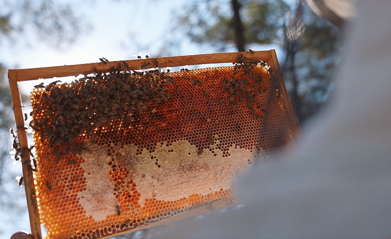 Çam Balı Coğrafi Işareti (3)