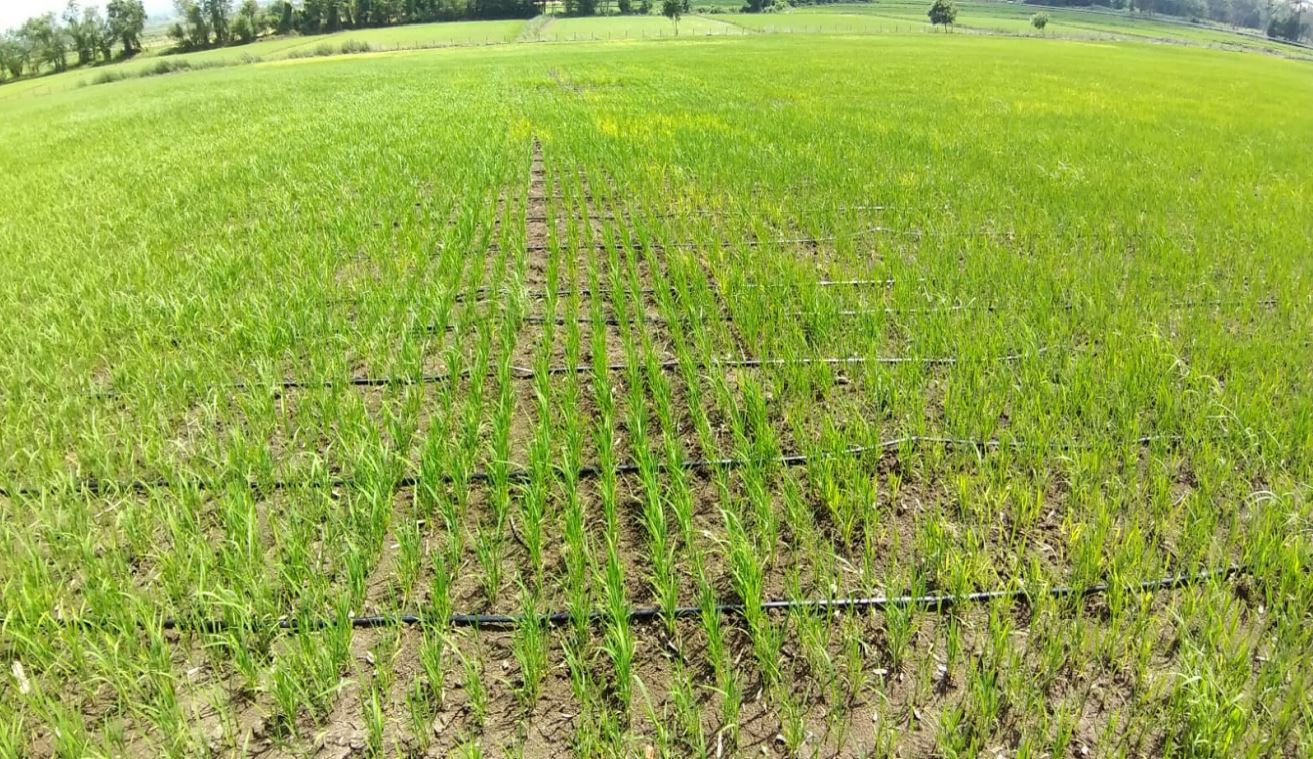 Damlama Çeltik Sulaması