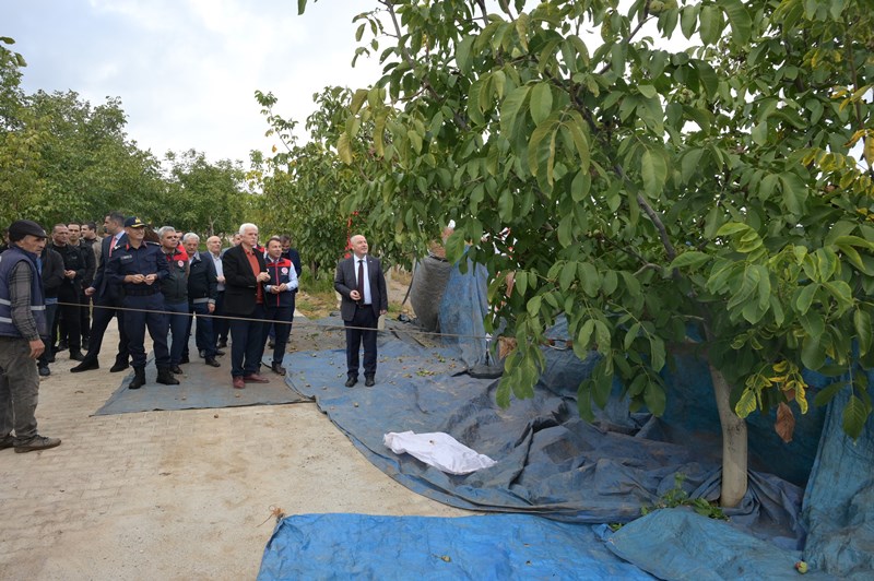 Denizli Ceviz Hasadı (3)