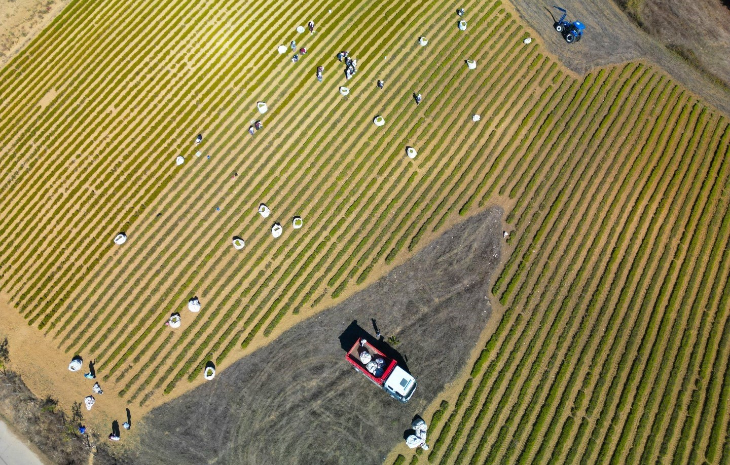 Kocaeli Tıbbi Aromatik Bitkiler (1)