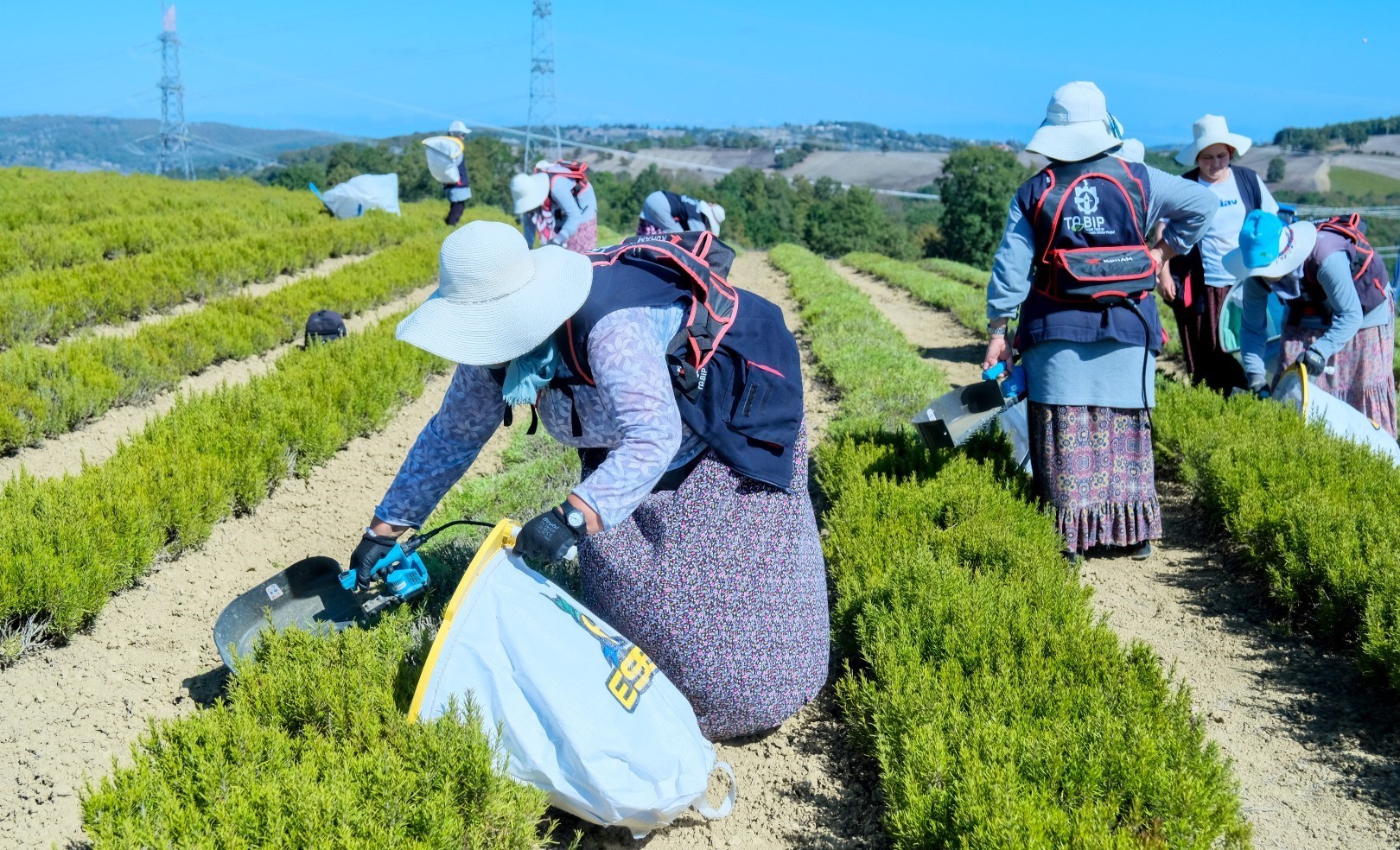 Kocaeli Tıbbi Aromatik Bitkiler (2)