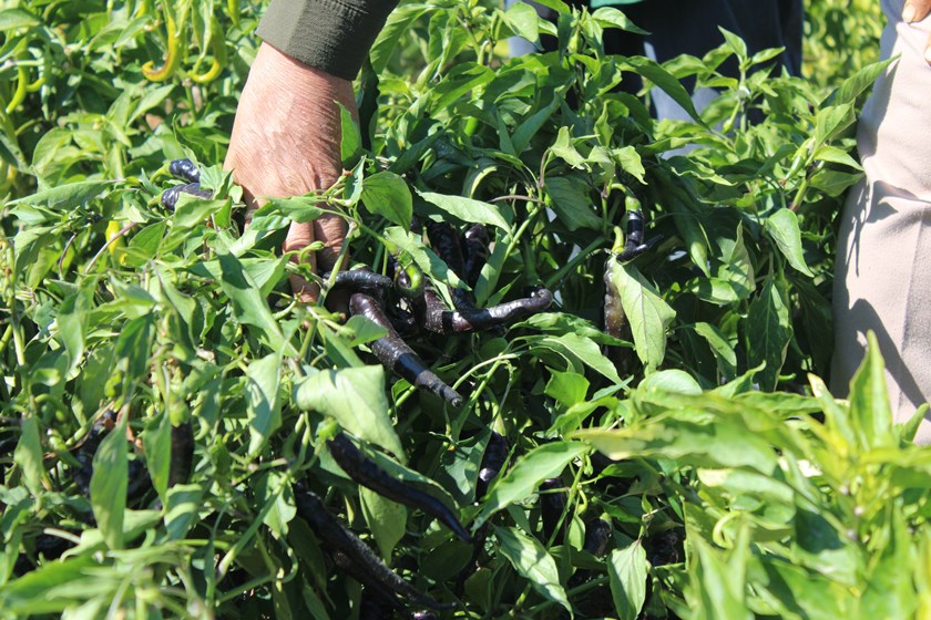 Kocasinan Kadın Kooperatifi (1)