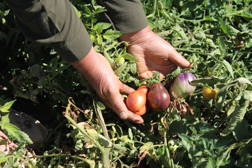 Kocasinan Kadın Kooperatifi (3)