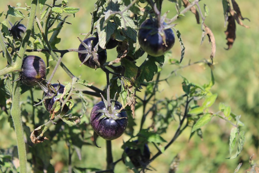 Kocasinan Kadın Kooperatifi (4)